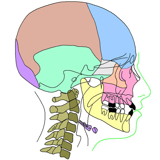 ortodonzia figura laterale del cranio